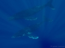20_Moorea_126