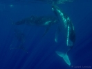 20_Moorea_128