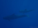 20_Moorea_133
