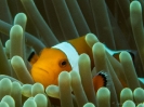 older_photos_12