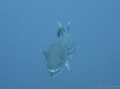 older_photos_27