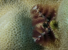 older_photos_28