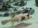 older_photos_31