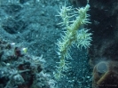 older_photos_6